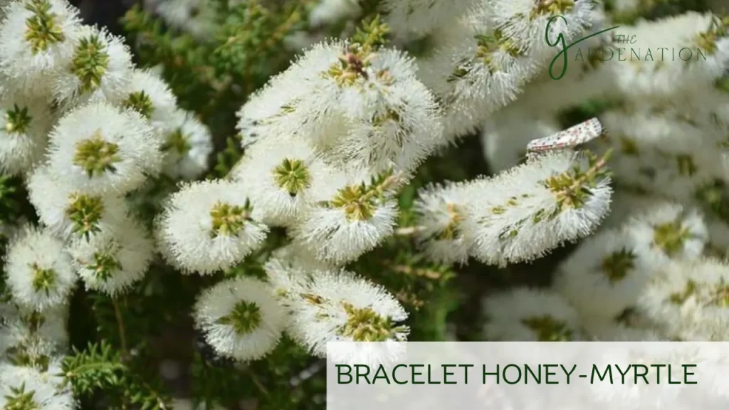 Bracelet Honey-Myrtle