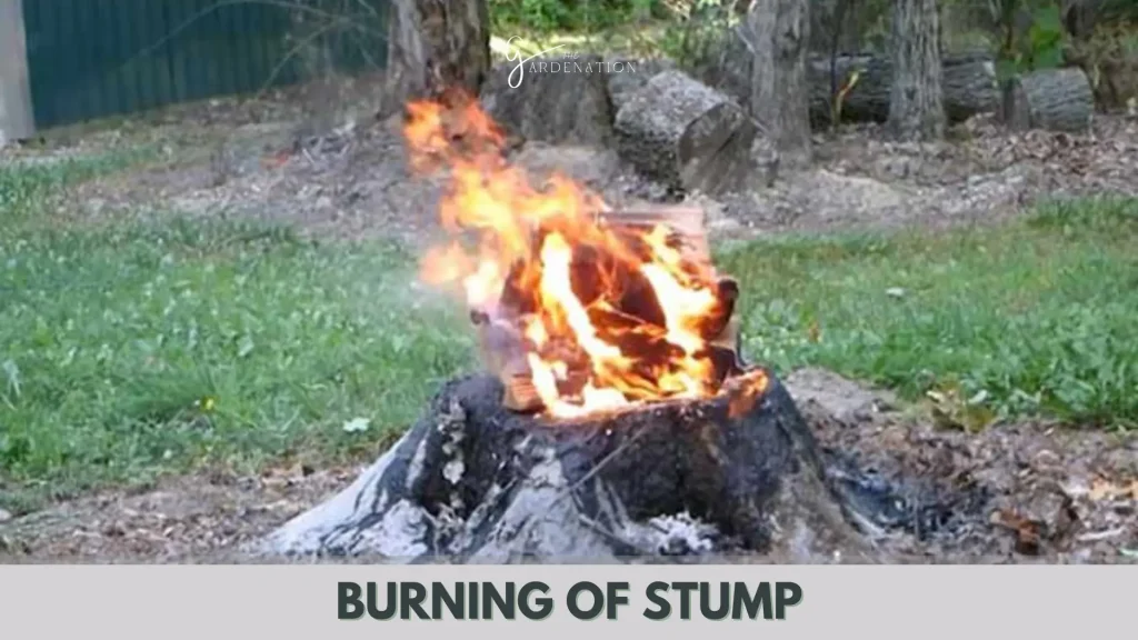 Burning of Stump by thegardenation