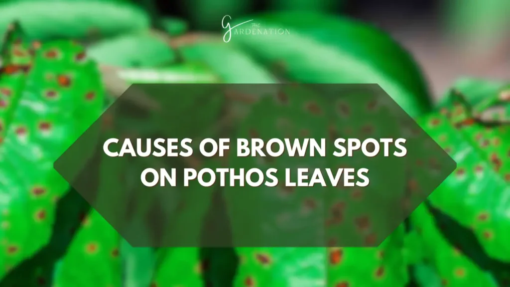 Causes of Brown Spots on Pothos Leaves by thegardenation