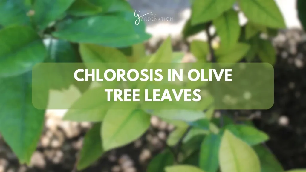 Chlorosis in Olive Tree Leaves by thegardenation