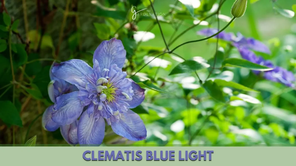 Clematis Blue Light
