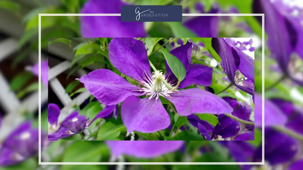 Climbing-Plants-with-Purple-Flowers