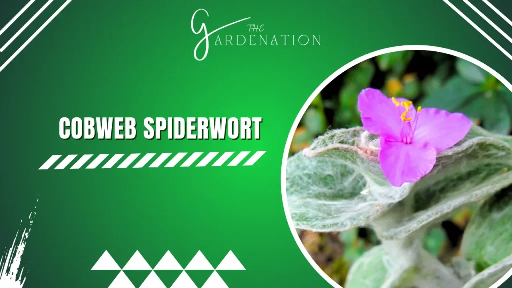 Cobweb Spiderwort by the gardenation