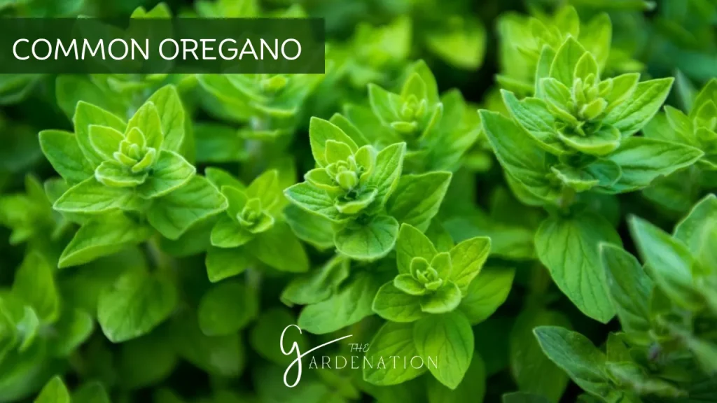 Common Oregano by The Gardenation