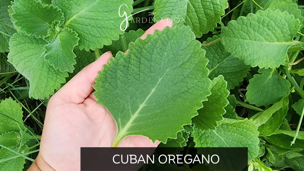 Cuban Oregano by The Gardenation
