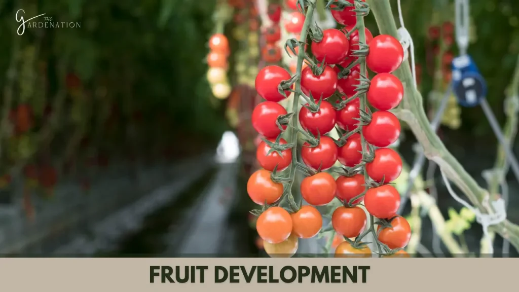Fruit Development by thegardenation