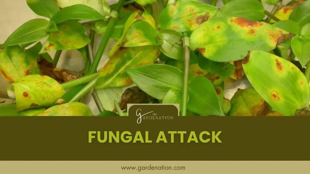 Fungal Attack in calathea leaves by the gardenation