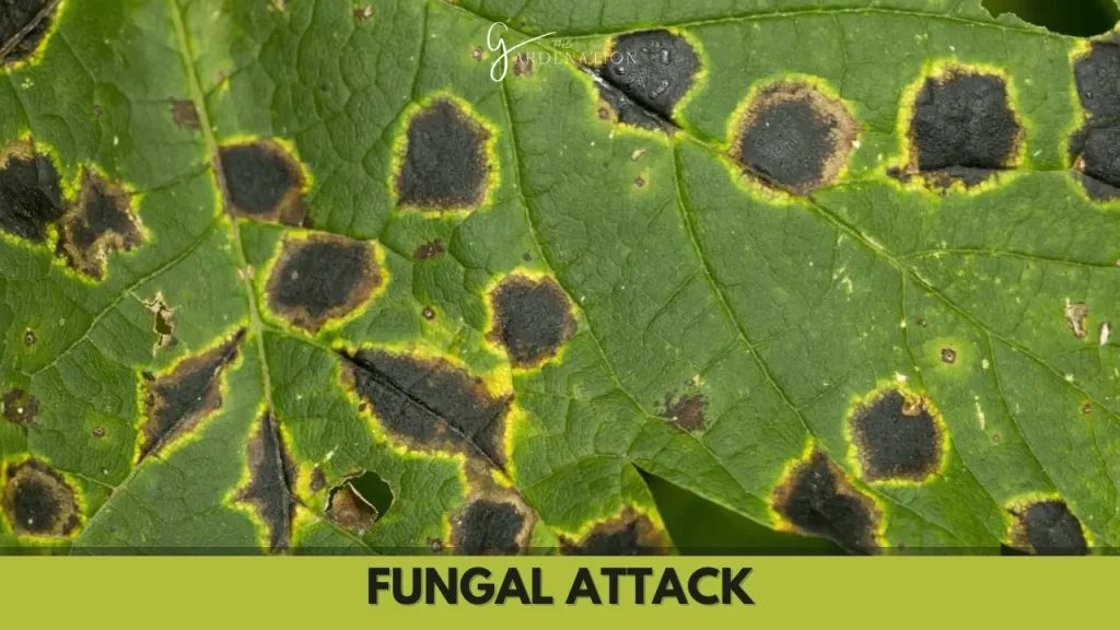 Fungal Attack by thegardenation