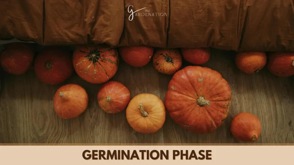 Germination Phase