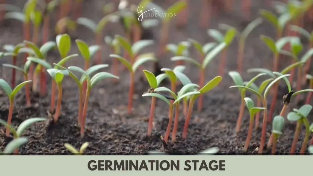 Germination Stage by thegardenation