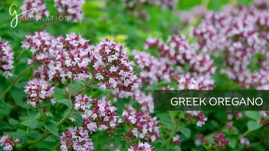 Greek Oregano by The Gardenation