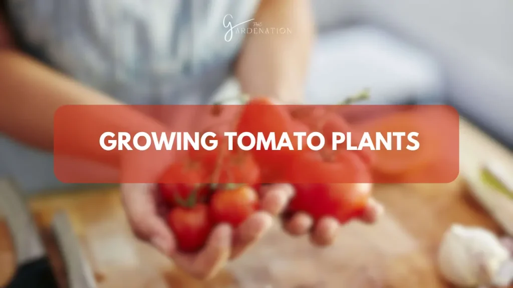 Growing Tomato Plants by thegardenation