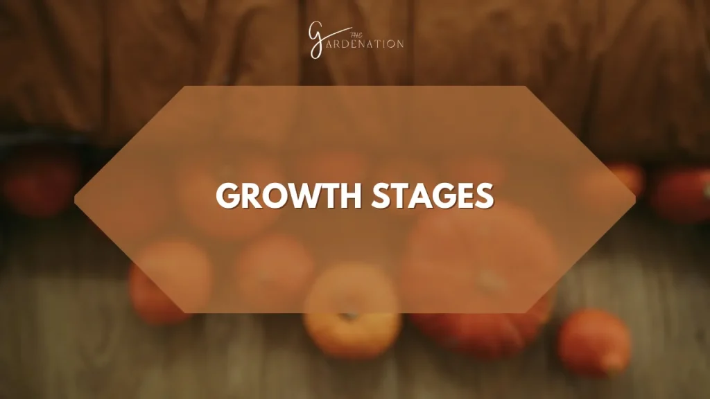 Growth Stages by Thegardenation