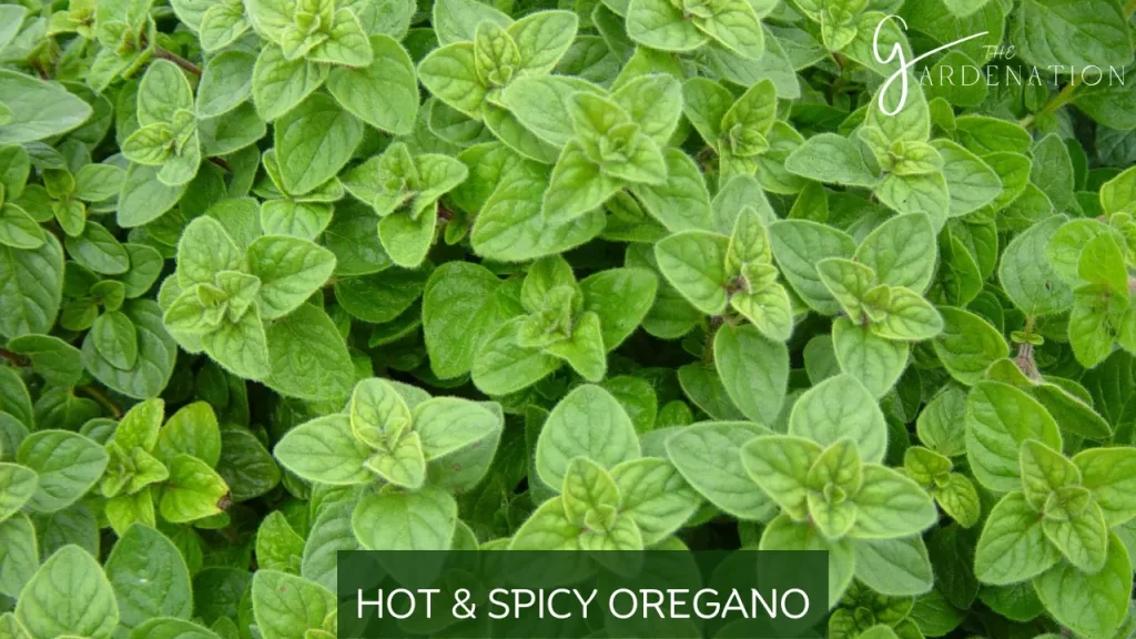 Hot and Spicy Oregano by The Gardenation