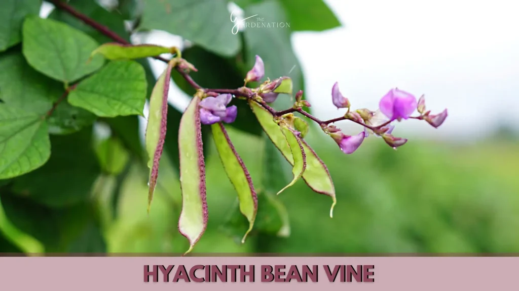 Hyacinth Bean Vine