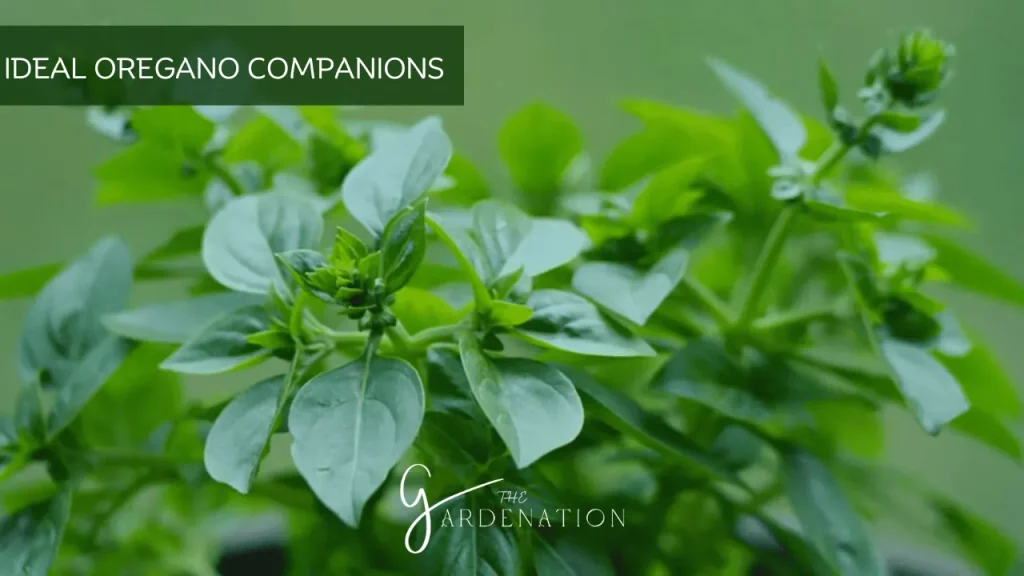 Ideal Oregano Companions by The Gardenation