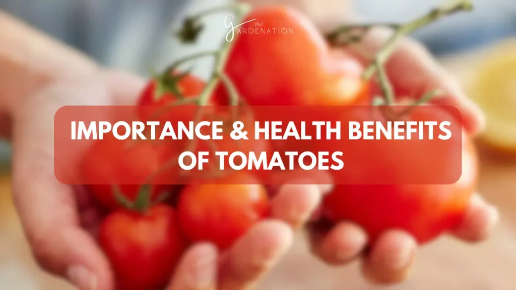Importance and Health Benefits of Tomatoes  by thegardenation