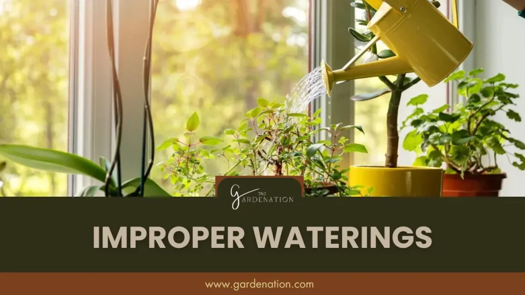 Improper Waterings by the gardenation