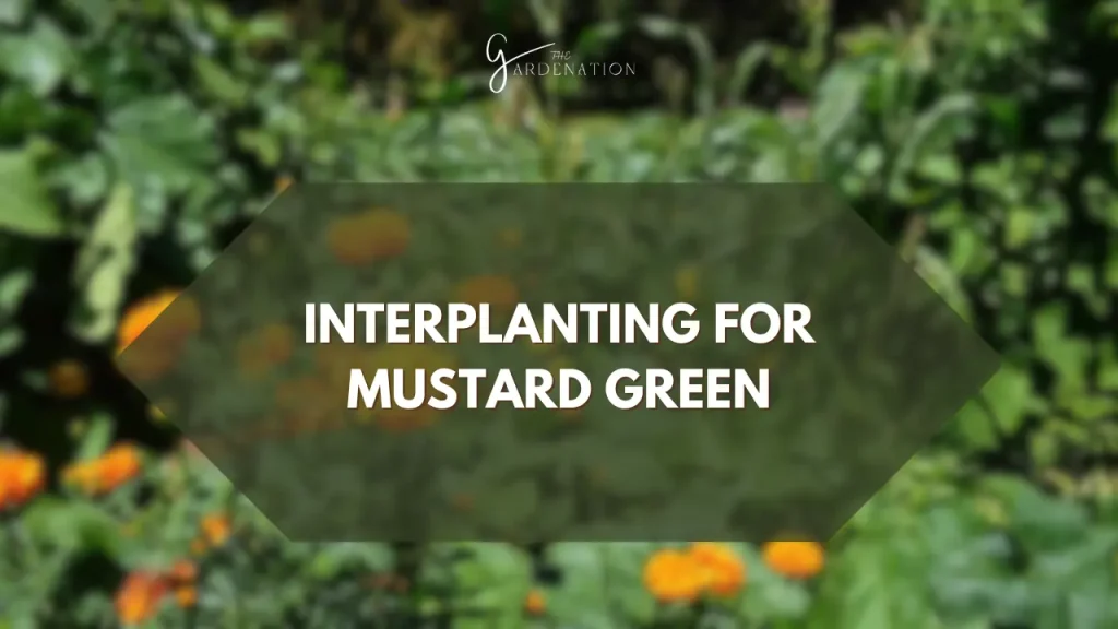 Interplanting for Mustard Green by the gardenation