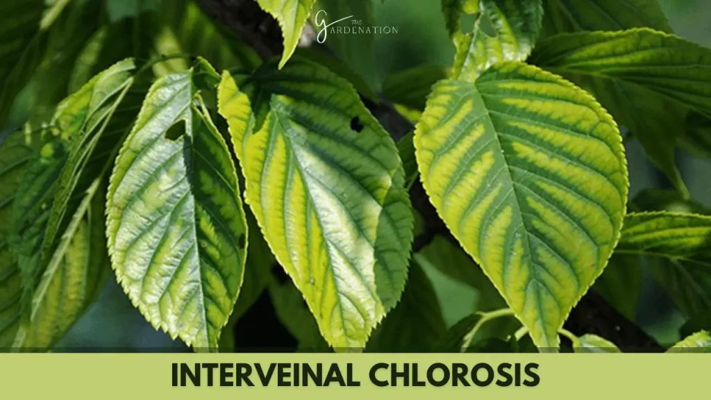 Interveinal Chlorosis by thegardenation