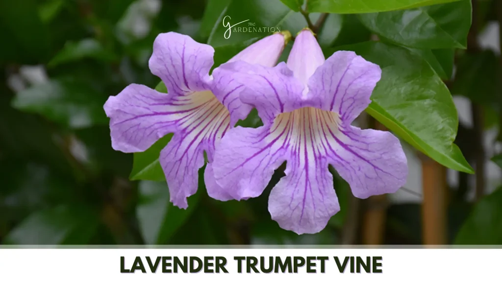 Lavender Trumpet Vine