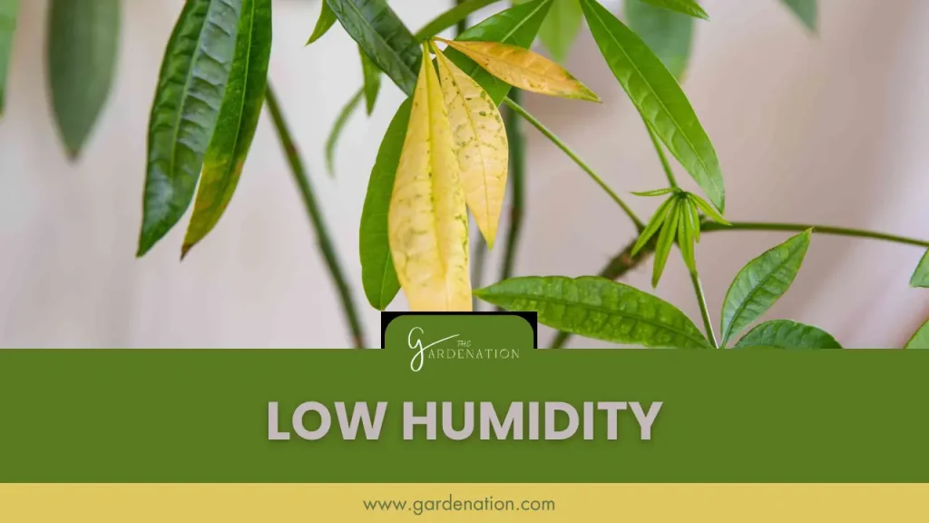 Low Humidity of calathea leaves by the gardenation