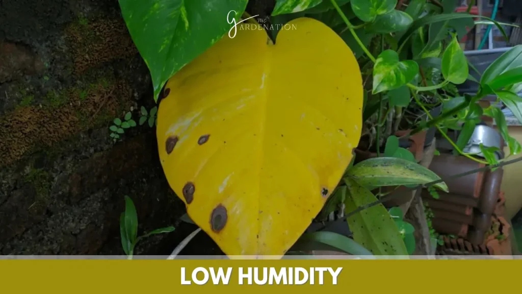 Low Humidity