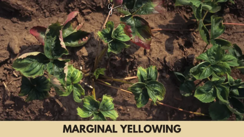 Marginal Yellowing by thegardenation