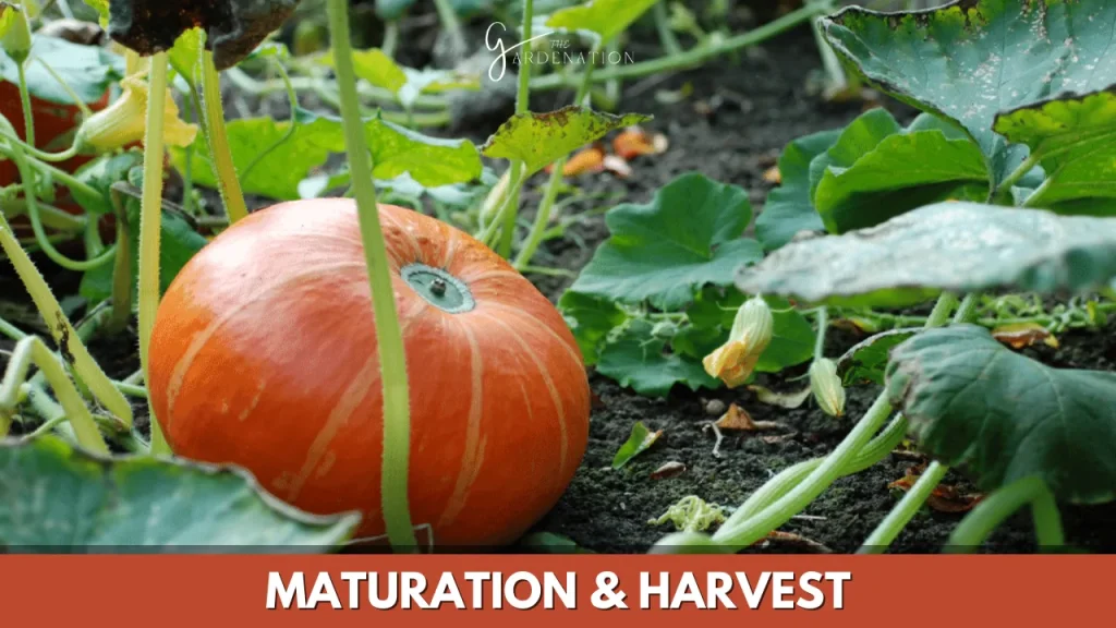 Maturation and Harvest 