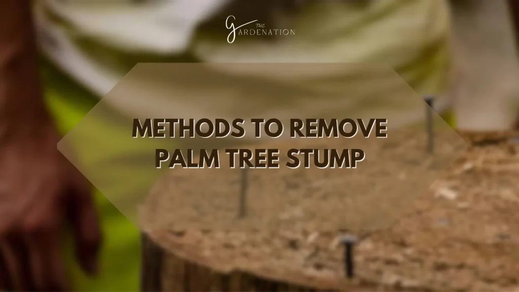 Methods to Remove Palm Tree Stump