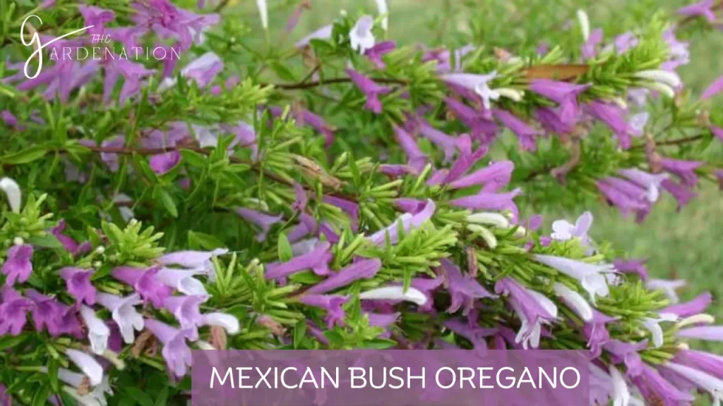 Mexican Bush Oregano by The Gardenation