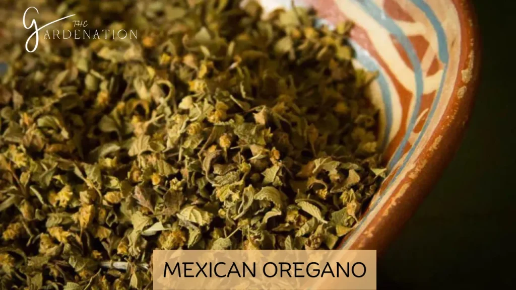 Mexican Oregano by The Gardenation