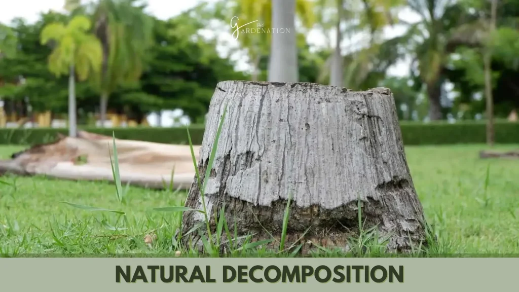 Natural Decomposition by thegardenation
