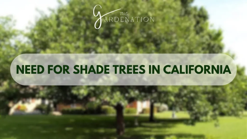 Need for Shade Trees in California