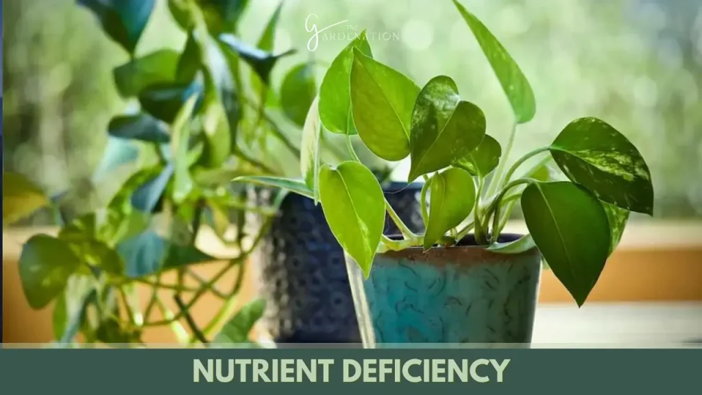 Nutrient Deficiency by thegardenation