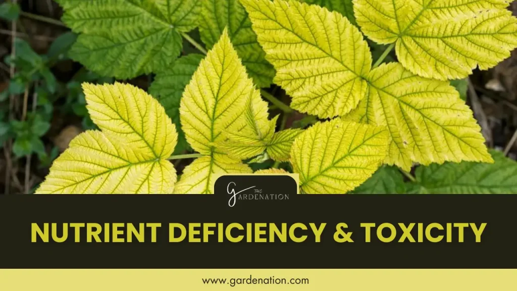 Nutrient Deficiency and Toxicity by the gardenation