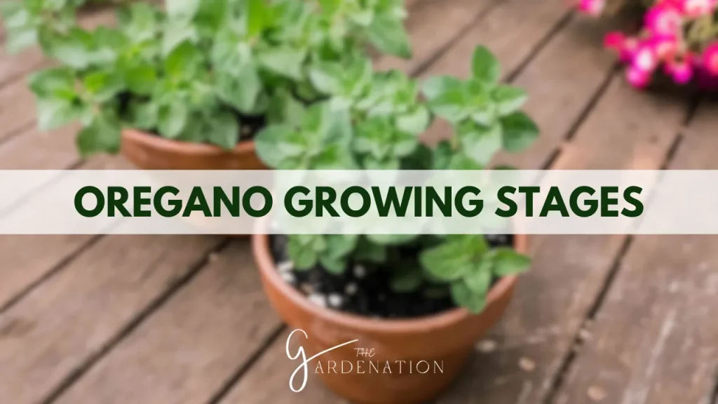 Oregano Growing Stages by The Gardenation