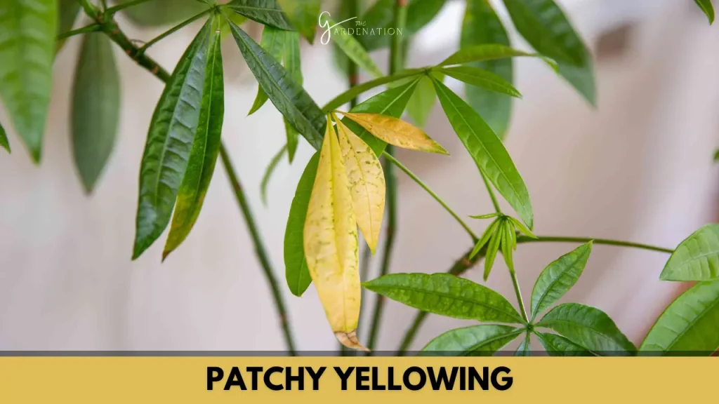 Patchy Yellowing by thegardenation