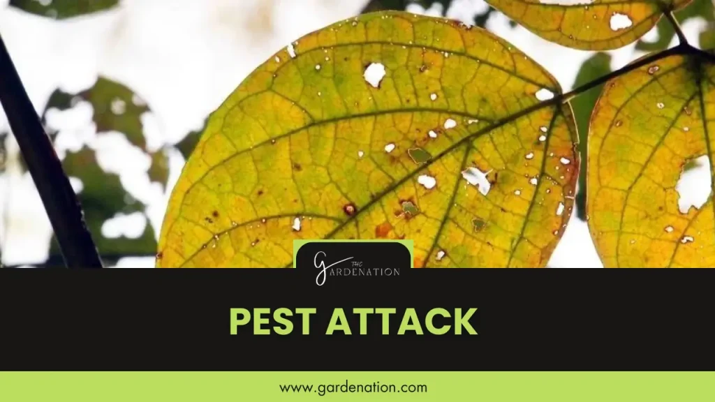 Pest Attack by the gardenation