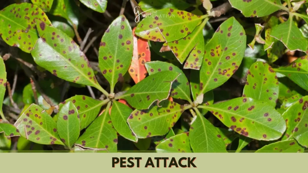 Pest Attack by thegardenation