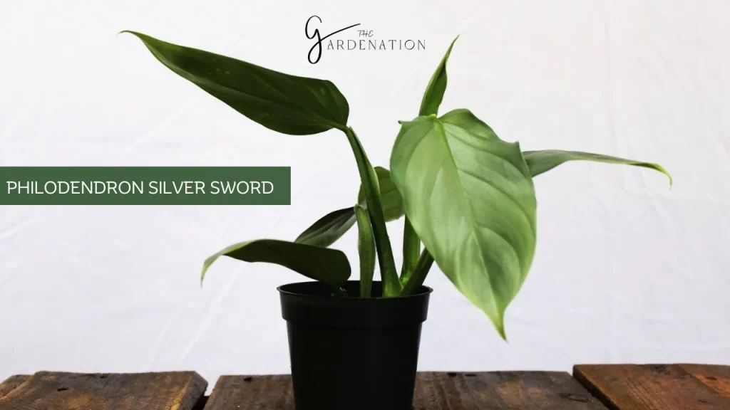 Philodendron Silver Sword by the gardenation