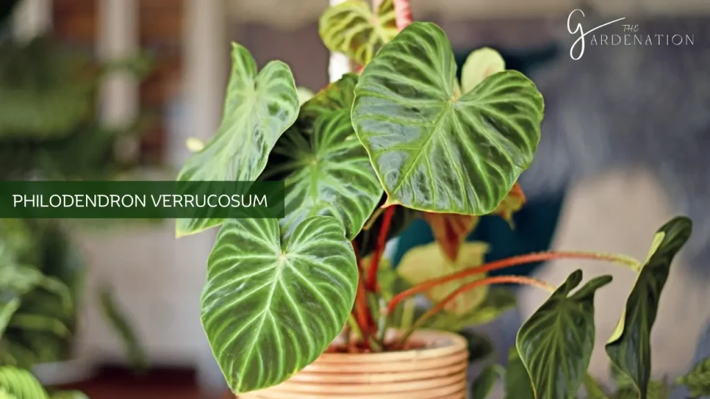 Philodendron Verrucosum by the gardenation