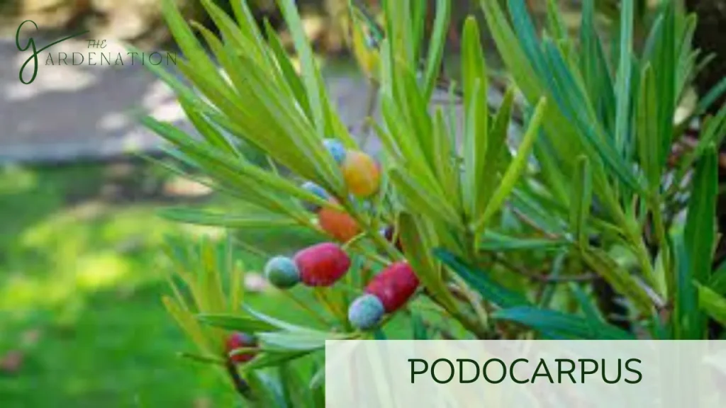 Podocarpus by the gardenation