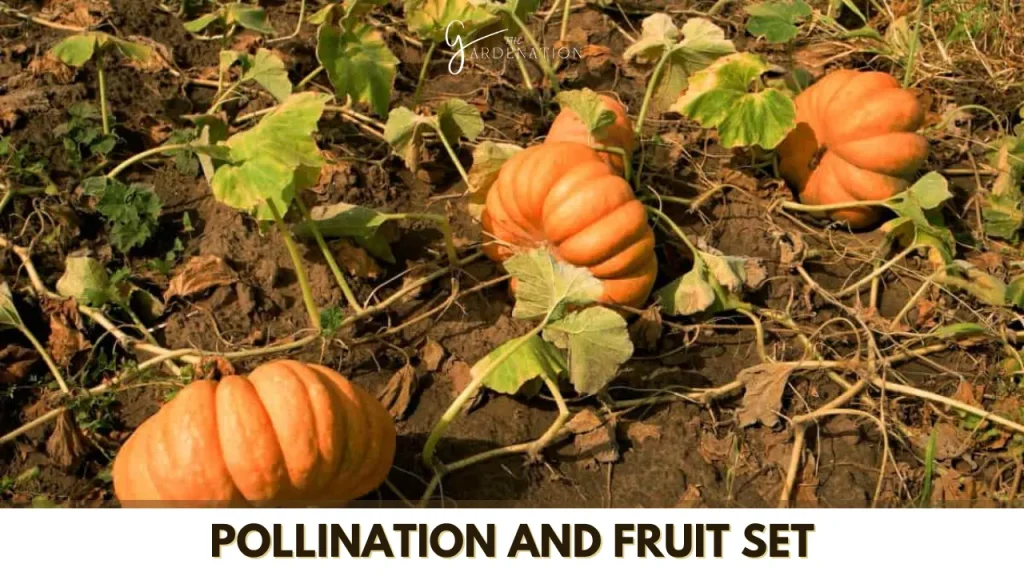 Pollination and Fruit Set by the gardenation