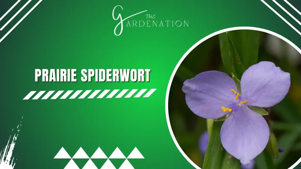 Prairie Spiderwort by the gardenation