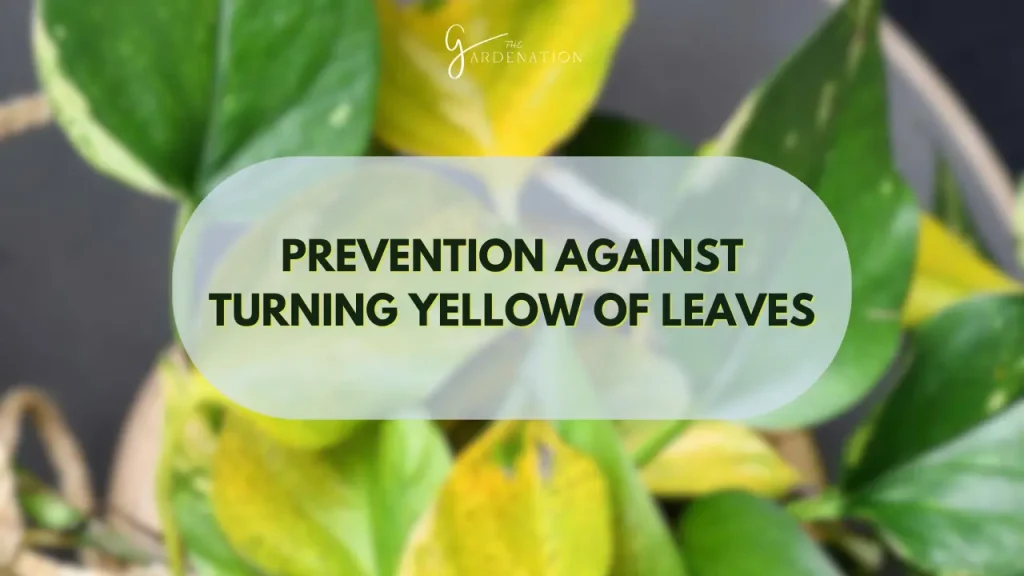 Prevention Against Turning Yellow of Leaves