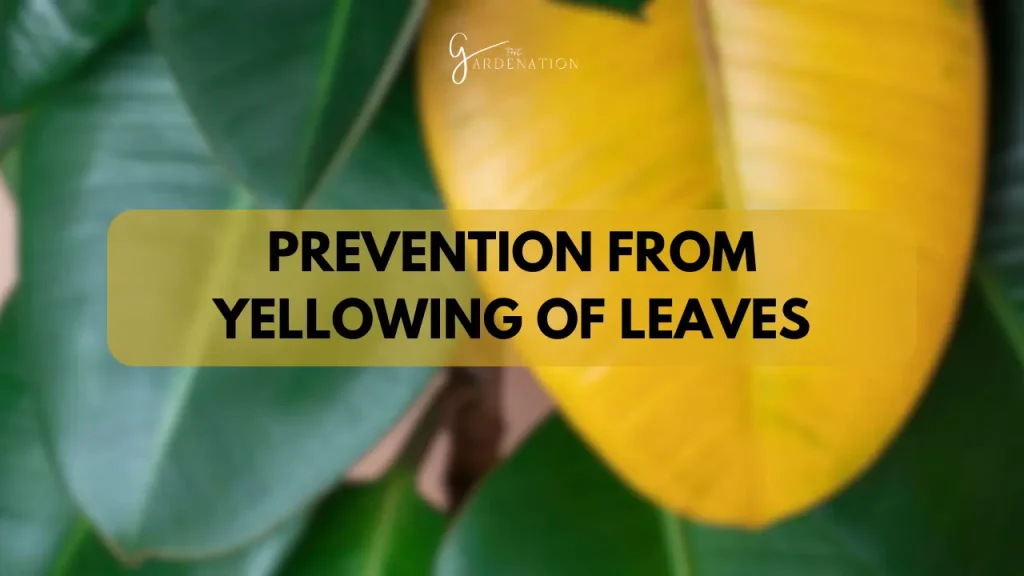 Prevention from Yellowing of Leaves by thegardenation