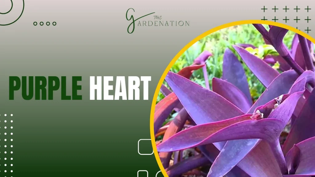 Purple Heart by the gardenation