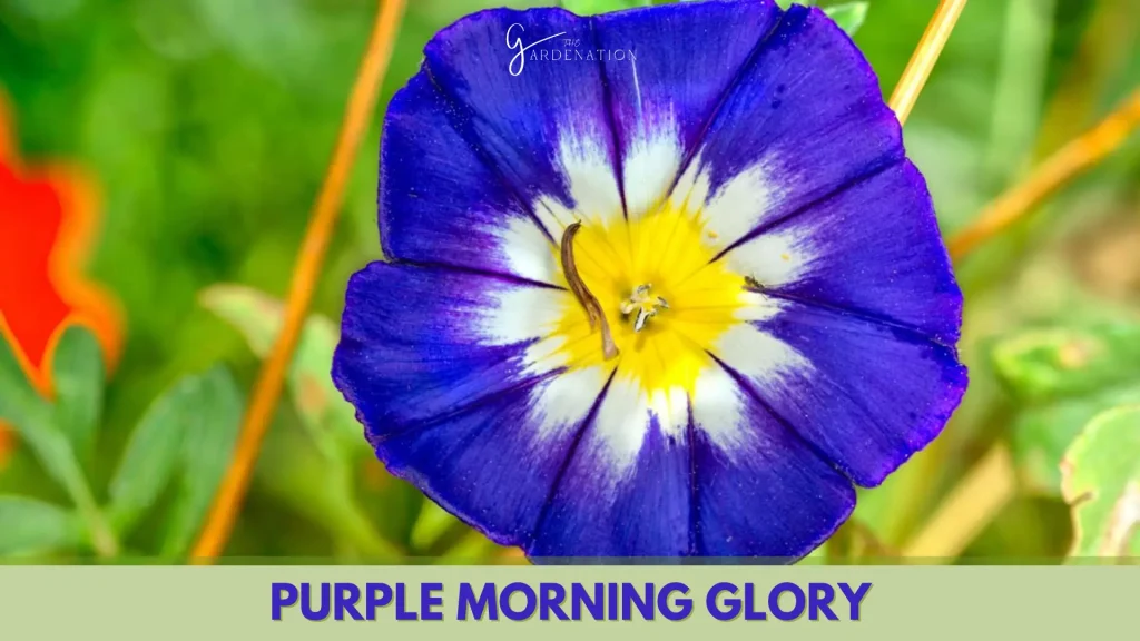  Purple Morning Glory