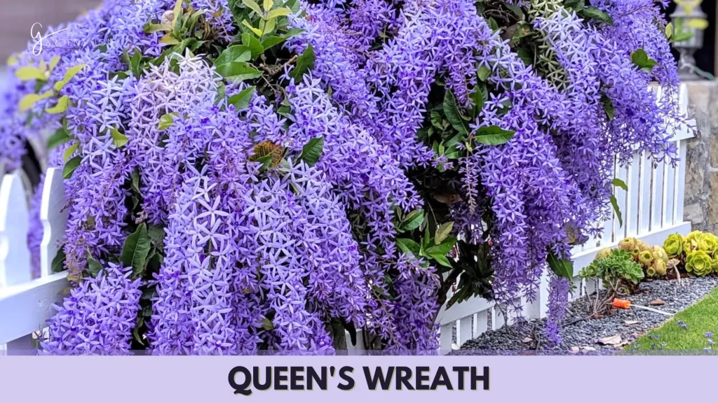 Queen's Wreath